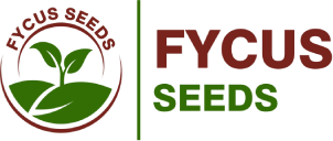 Fycus Seeds