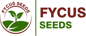 Fycus Seeds