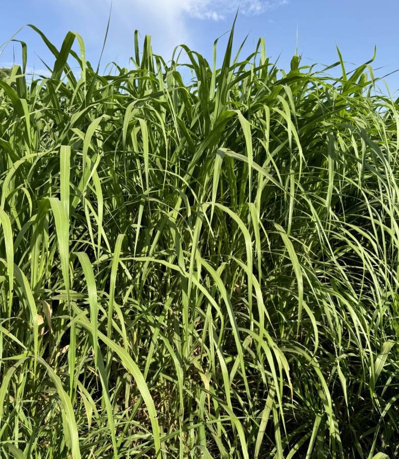 Fodder Jowar_Jowell