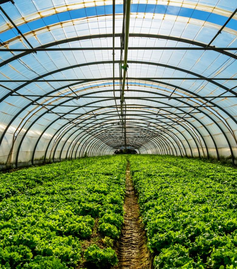 Young plants growing in a very large plant nursery in the france