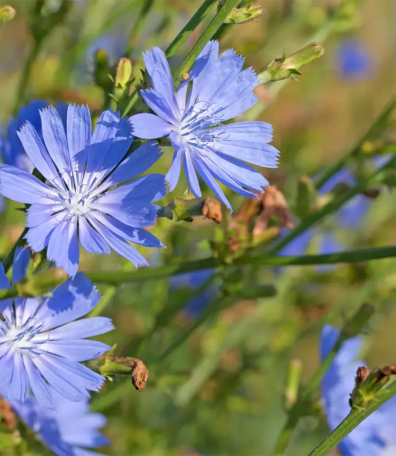 chicory