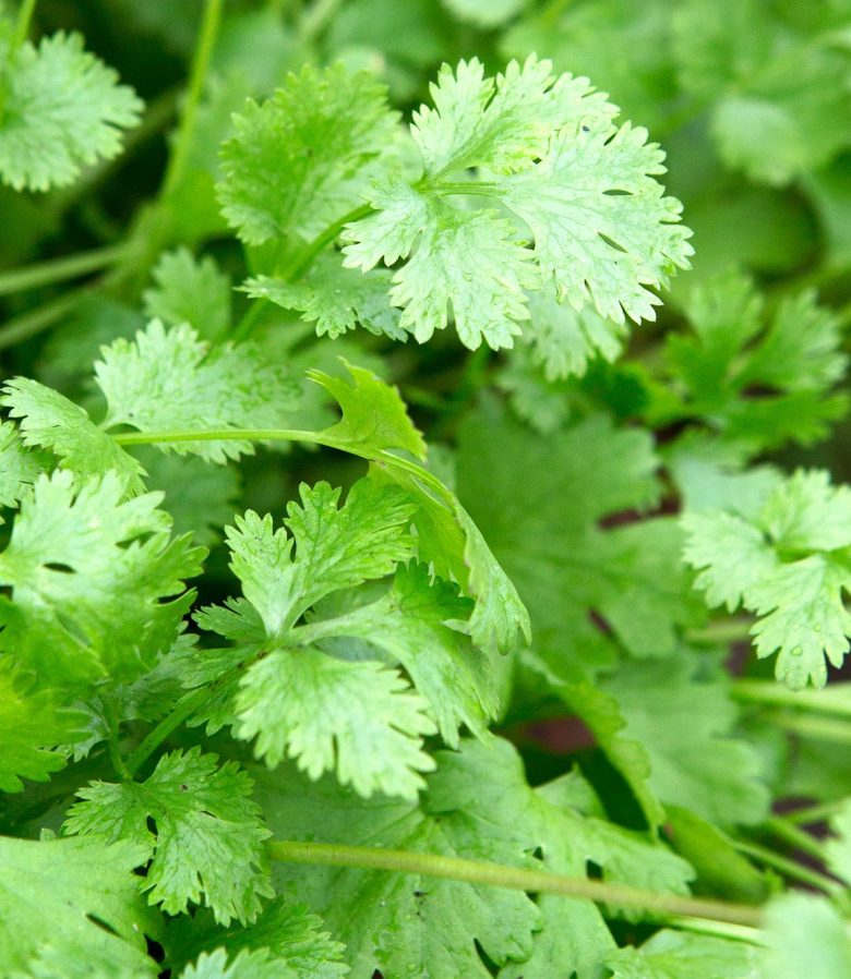 Latin Lovers
Closeup of Coriander green leaves leaf annual herb cilantro 11/07/14 11/07/2014 110714 11072014 11 11th July 2014 Summer Alex Mitchell Homegrown herbs for cocktails photographer Sarah Cuttle herbs grown in pots containers non alcoholic drinks