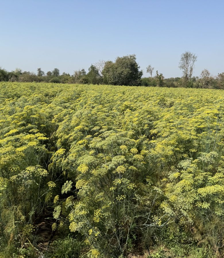 fennel