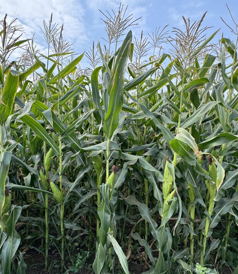 maize