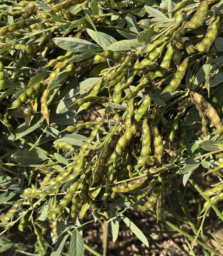 pegion-pea-main-photo